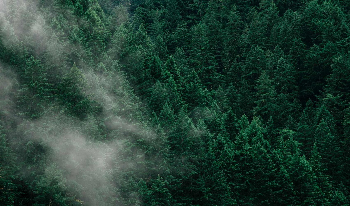 Portland Tree Consulting Image